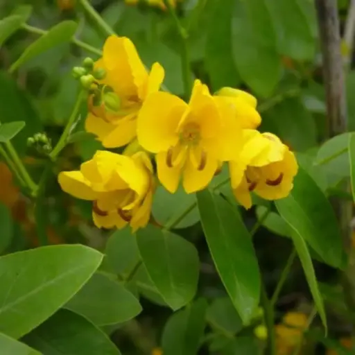 Cassia Corymbosa