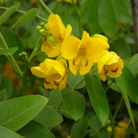 Cassia Corymbosa
