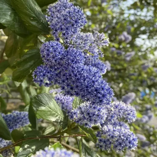 Ceanothus Arboreus Trewithen Blue - Céanothe en Arbre