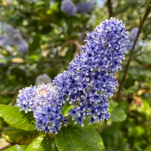 Ceanothus Arboreus Trewithen Blue - Céanothe en Arbre