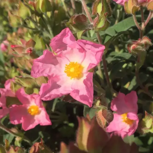 Cistus Parviflorus