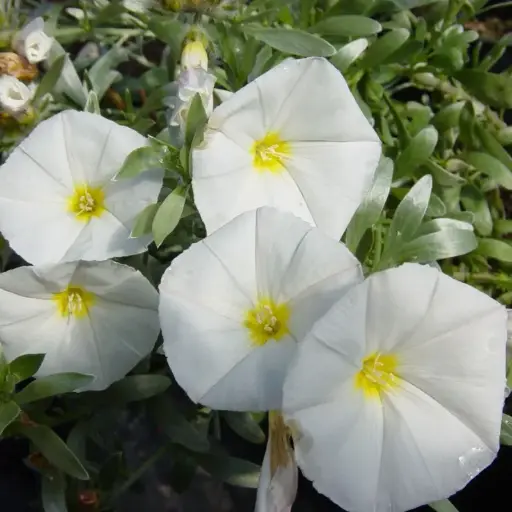 Convolvulus Cneorum - Liseron argenté