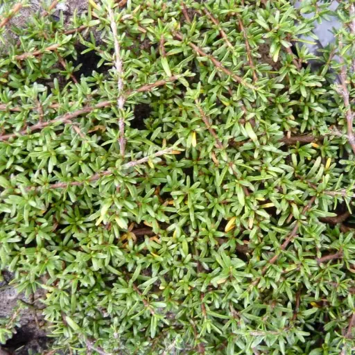 Coprosma Acerosa
