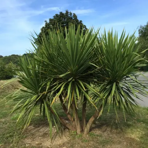 Cordyline Australis
