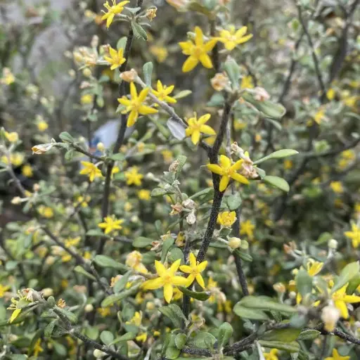 Corokia Cotoneaster