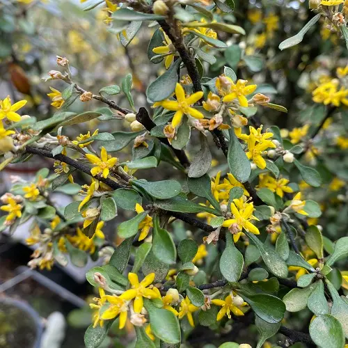 Corokia Cotoneaster