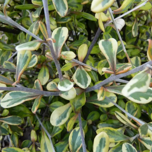 Corokia Virgata Sunsplash - Corokia Pananché