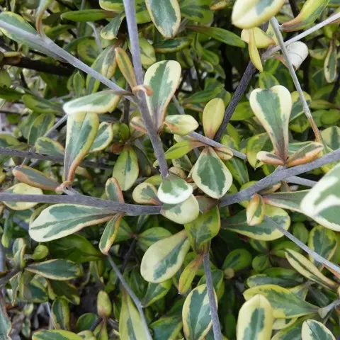 Corokia Virgata Sunsplash