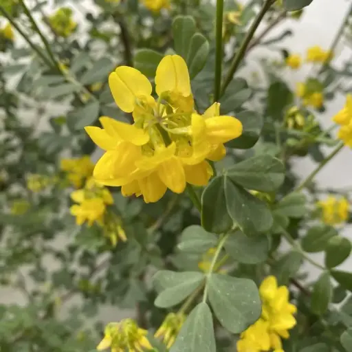 Coronilla Emerus - Coronille des jardins