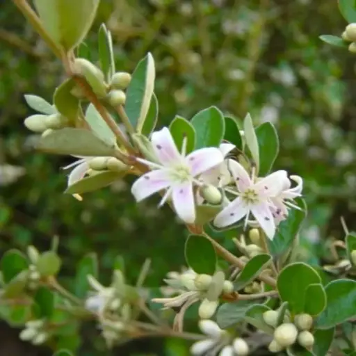 Correa Alba Rosea - Fuschsia Australien