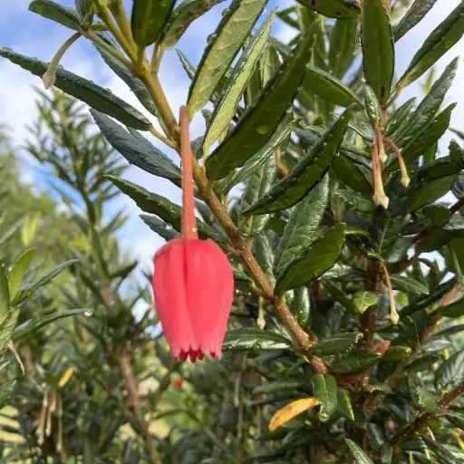 Crinodendron Hookerianum - Lanterne chilienne