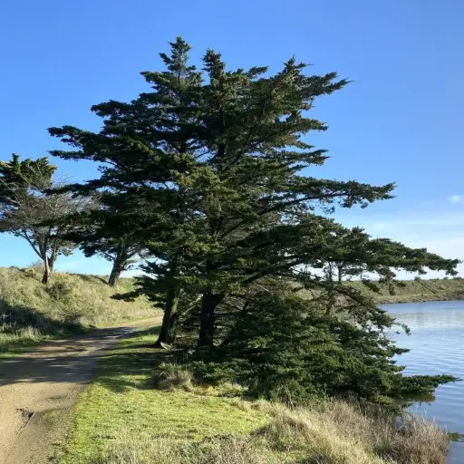 Cyprès Lambert - Cupressus Macrocarpa