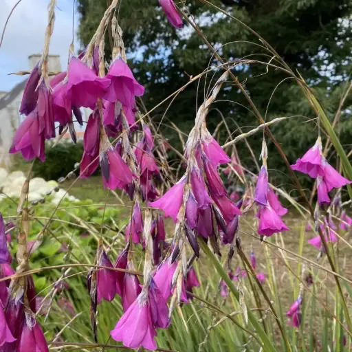 Dierama Pendula - Canne à pêche des anges 