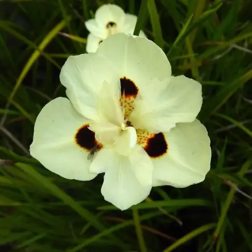Dietes Bicolor - Iris Espagnol - Oeil de Paon