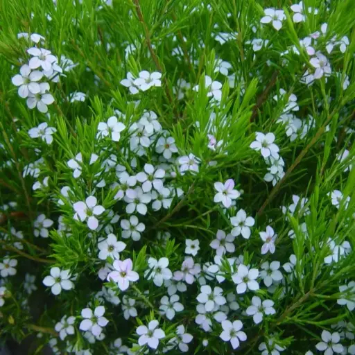 Diosma Hirsuta Pink Fountain - Plante du pêcheur