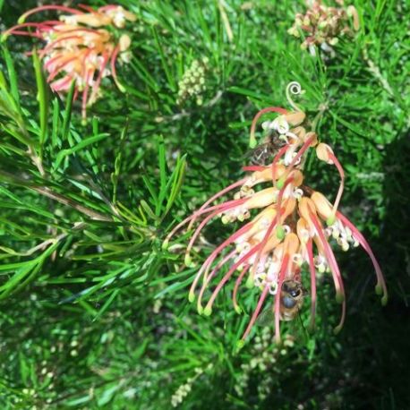 Grevillea Semperflorens Desert Flame