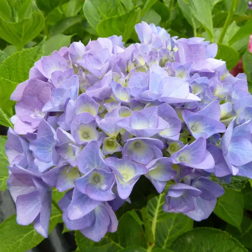 Hydrangea Macrophylla Bodensee - Hortensia Bodense