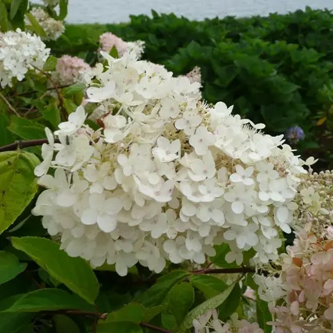 Hydrangea Paniculata Grandiflora