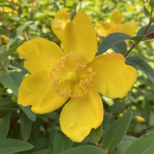 Hypericum Hookerianum Hidcote -  Millepertuis arbuste