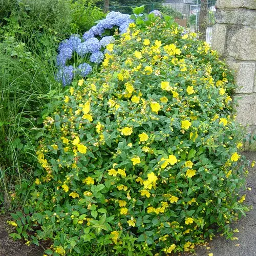 Hypericum Hookerianum Hidcote -  Millepertuis arbuste