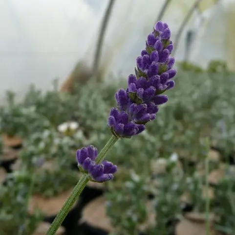 Lavandula Angustifolia Hidcote Blue