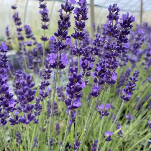 Lavandula angustifolia Hidcote Blue-Lavande officinale Hidcote Blue 