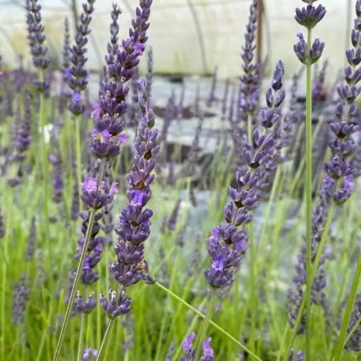 Lavande Grosso - Lavandin - Lavandula Intermedia Grosso