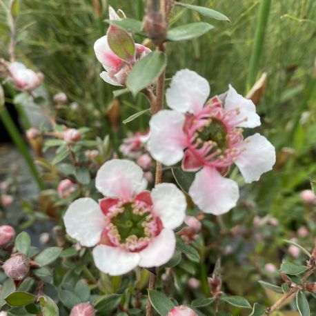 Leptospermum Lanigerum Mesmer Eyes