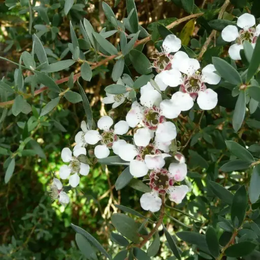 Leptospermum Lanigerum Silver Sheen - Arbre à thé -Myrte Australienne