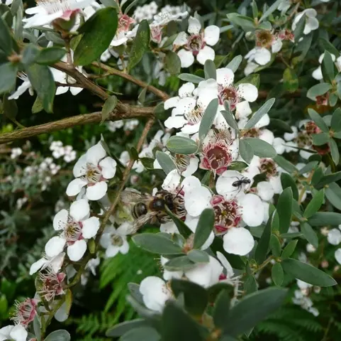Leptospermum Lanigerum Silver Sheen