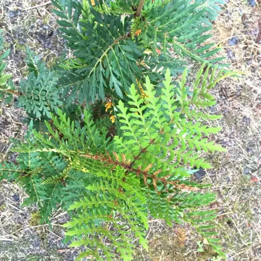 Lomatia Ferrugina-Lomatie Ferrugineuse