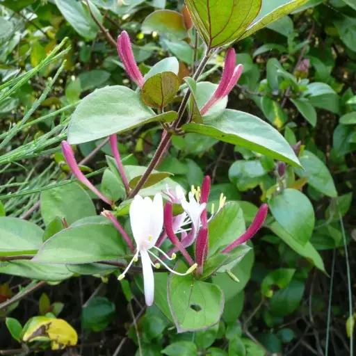 Lonicera Japonica Chinensis - Chèvrefeuille Japonica Sinensis