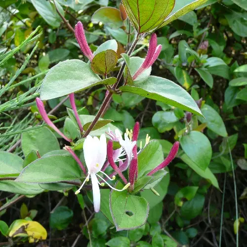 Lonicera Japonica Chinensis
