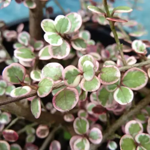 Lophomyrthus Ralphii Little Star - Myrte ralphii Little Star 