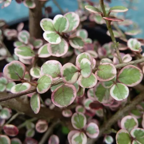 Lophomyrthus Ralphii Little Star