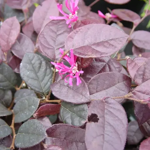 Loropetalum Chinense Fire Dance