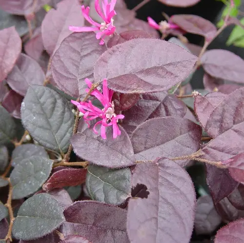 Loropetalum Chinense Fire Dance