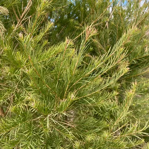 Melaleuca Alternifolia