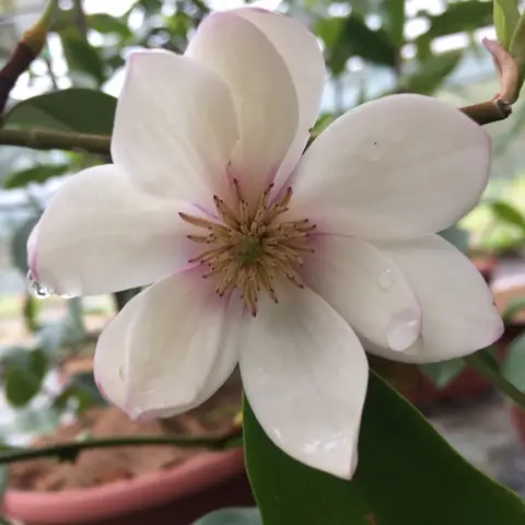 Michelia Figo