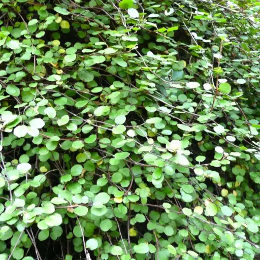 Muehlenbechia Complexa (Petite Feuille)