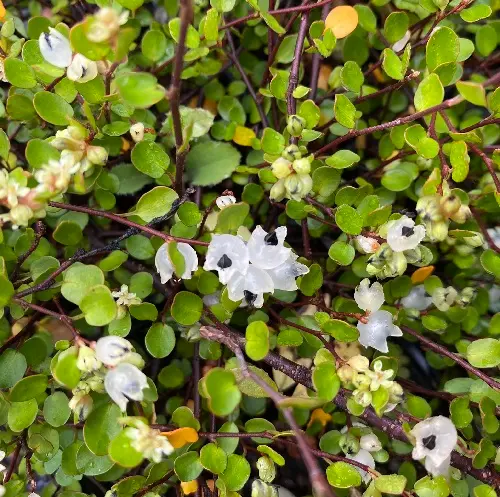 Muehlenbechia Complexa (Petite Feuille)