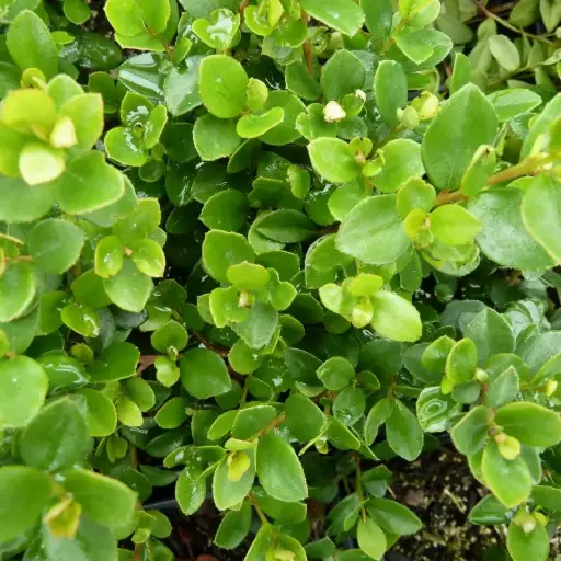 Myrsine Africana - Buis Africain