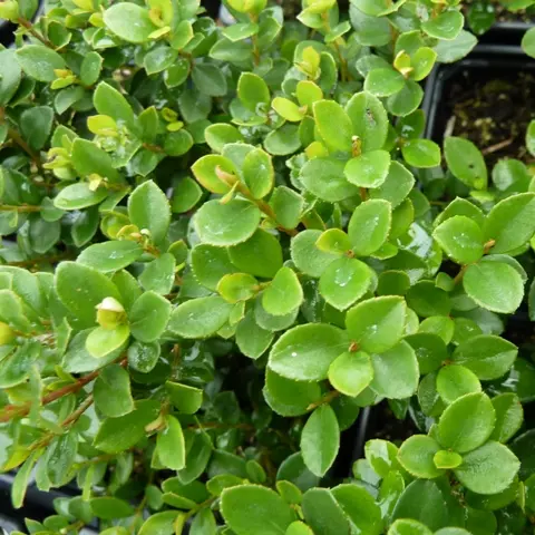 Myrsine Africana