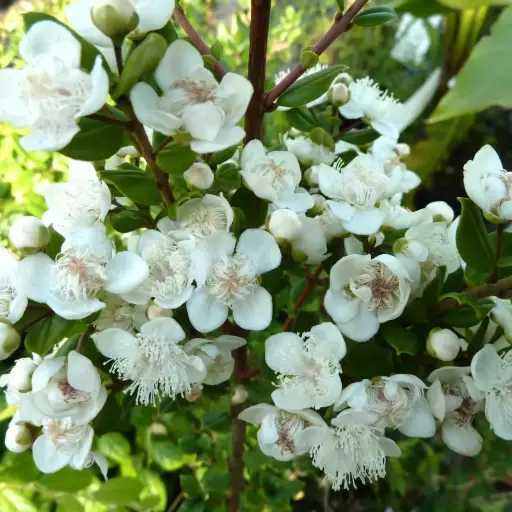 Myrtus Apiculata = Luma