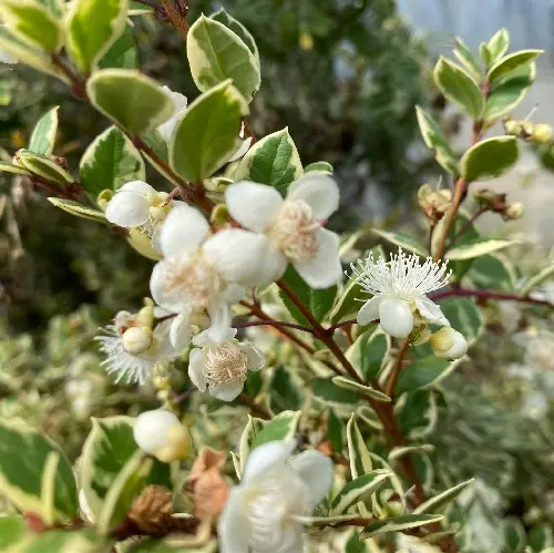 Myrtus Apiculata = Luma