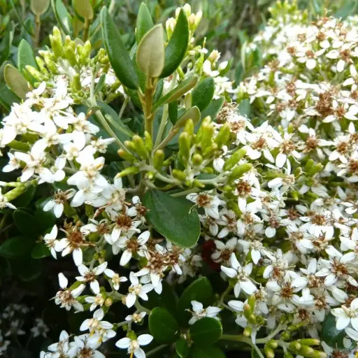Olearia Haastii (X)