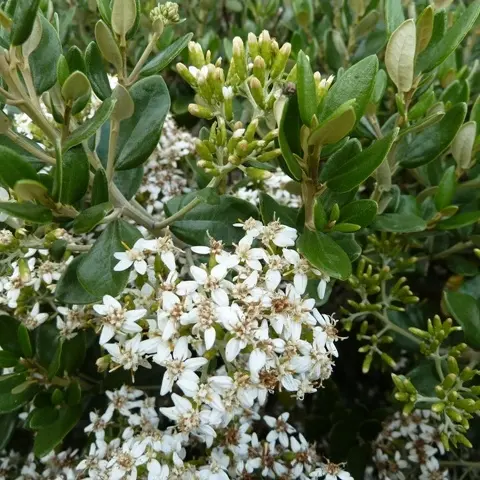 Olearia Haastii (X)